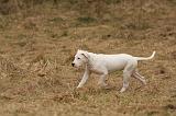 DOGUE ARGENTIN 164
